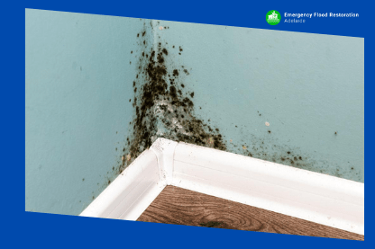 How-To-Prevent-Water-Mold