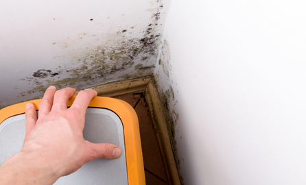 Mould Inspection